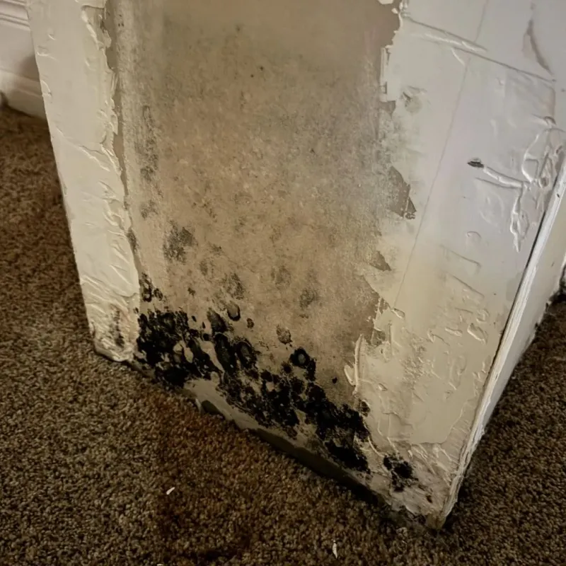 Professional Mold Removal in Athens, IL